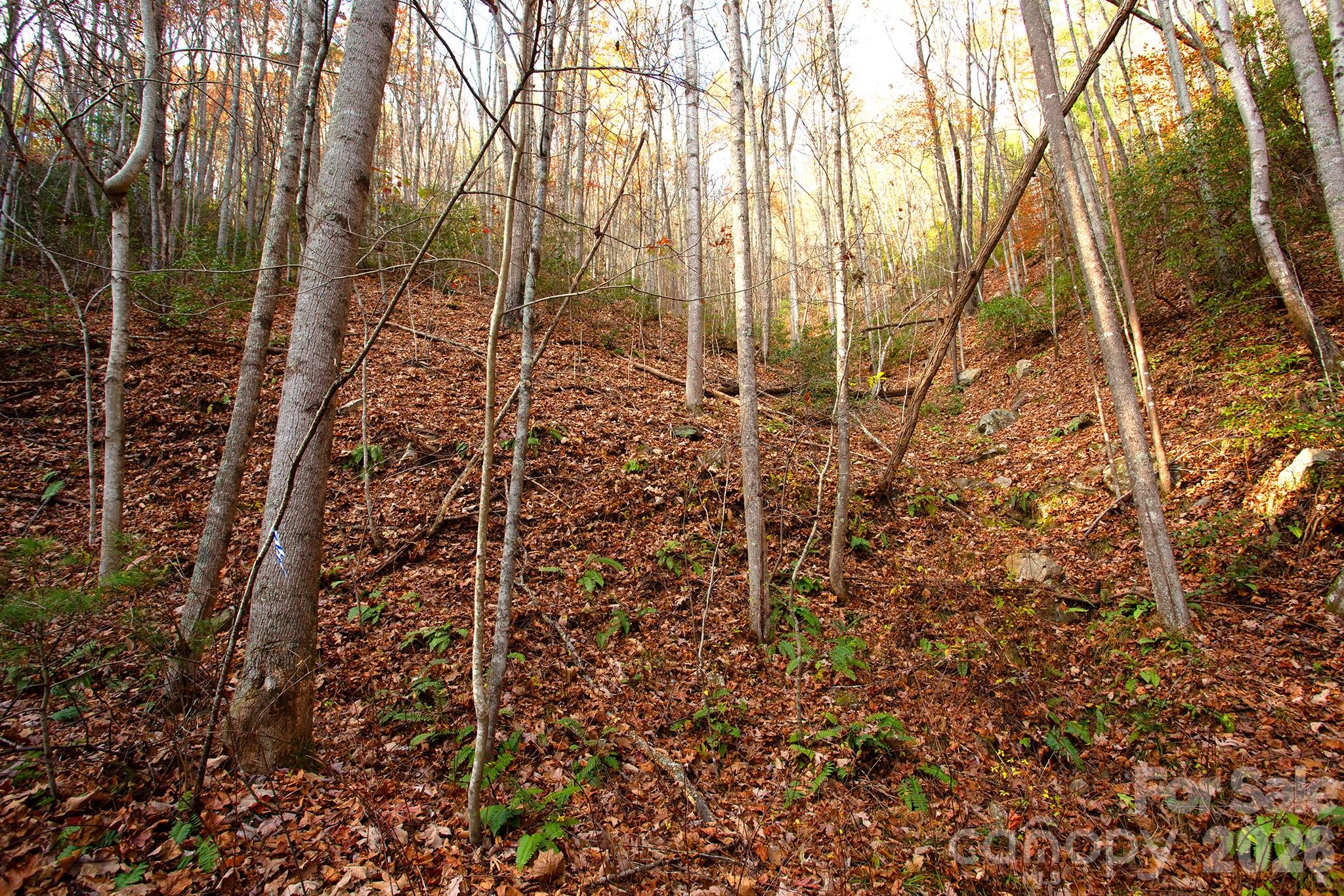 TBD Rector Branch Road